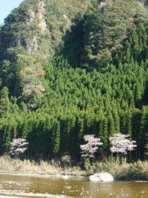 川岸の桜
