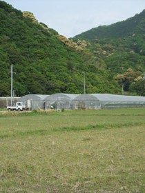 ビニールハウス