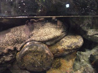 山椒魚