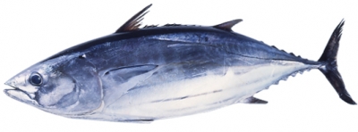 katsuwo