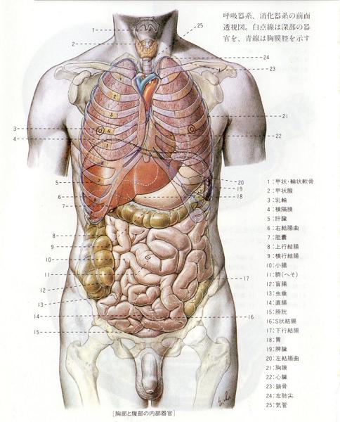 位置 臓器 【まとめ】人体の臓器の場所を図やCT画像で徹底解説！