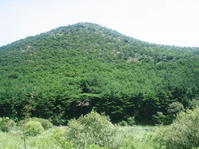 K09PINE