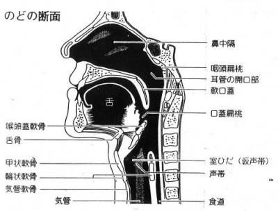 nodo100108