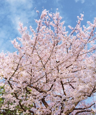 2010sakura.jpg