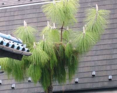 20100504.jpg