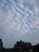 いわし雲02.JPG