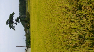 DSC_0052.jpg