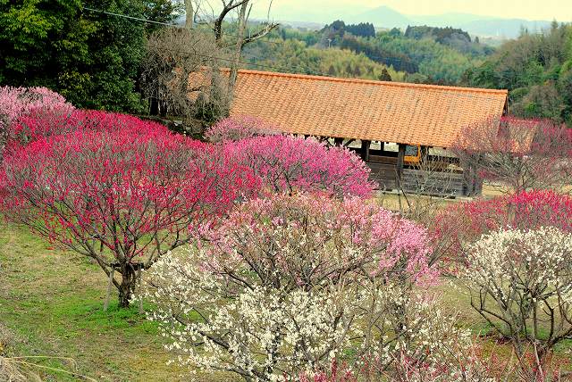 古小代の里公園の梅