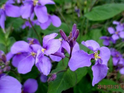 春の花 紫色の花特集 福田弘秋の南関だより
