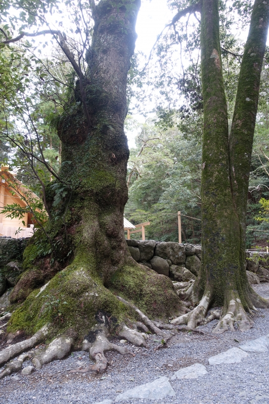 DSC00585.JPG