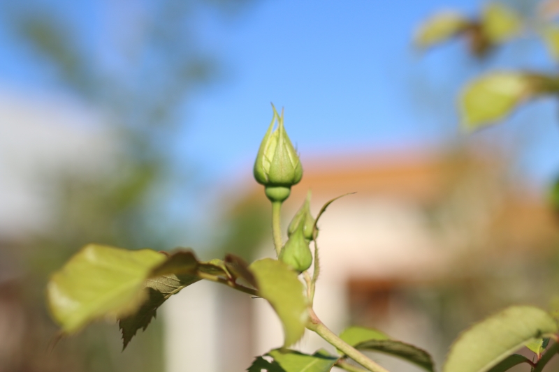 IMG_9450.JPG
