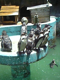 ペンギン