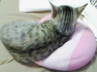 哀愁の背中。