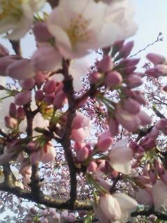 25日の桜