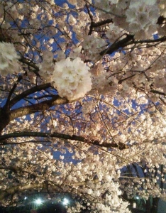 27日の桜
