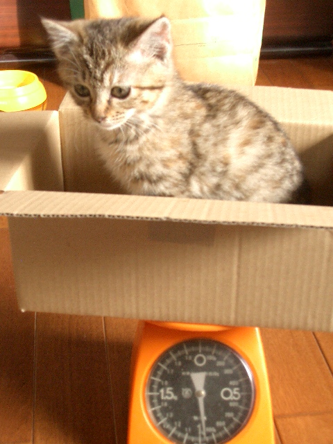 子猫の体重