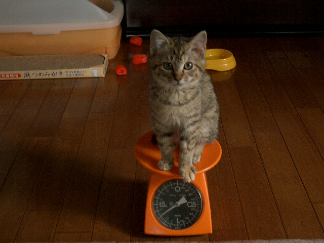 体重が増えた子猫