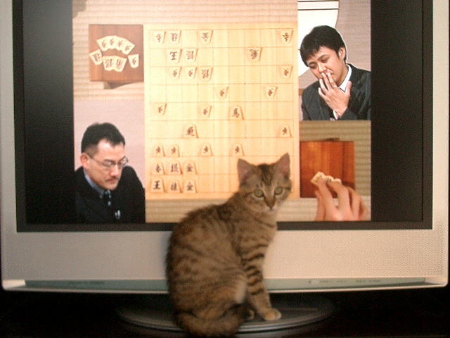将棋と子猫