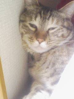 置いてきたマルコ