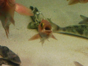 魚正面