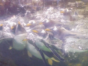 大量のペンギン