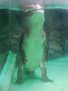 立つワニ