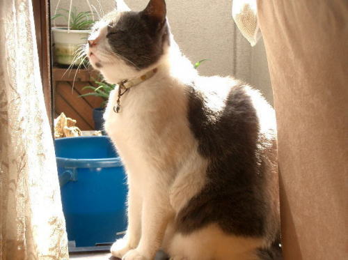 ヘイスケ猫座り