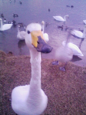 白鳥正面.jpg