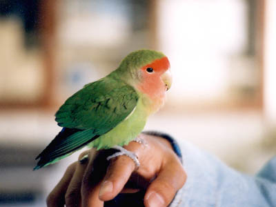 コザクラインコ