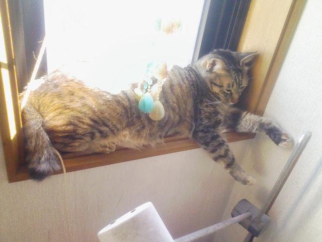 猫みっちり
