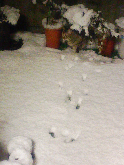 雪の中のマルコ