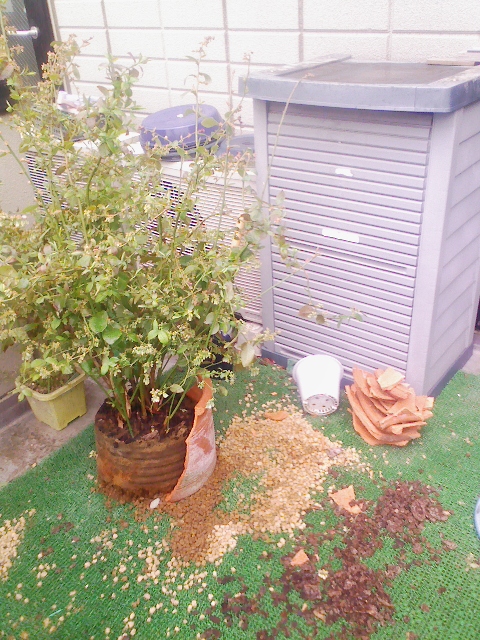 鉢が落ちた