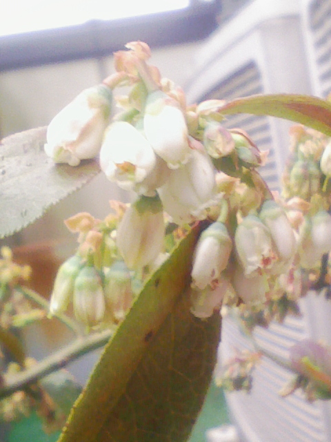 ブルーベリーの花