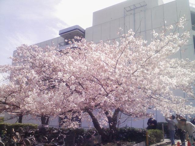 西友の桜