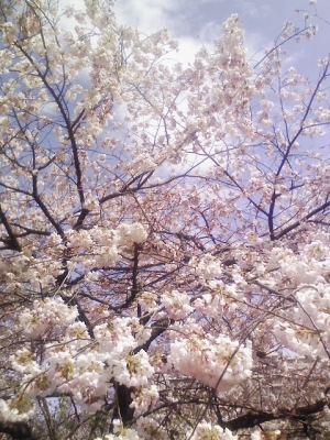 桜