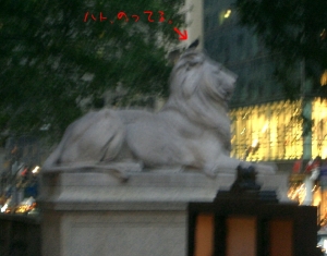 ライオンオンザハト