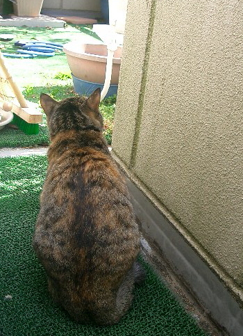 メジロを狙う猫