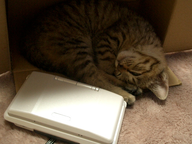 マルコ