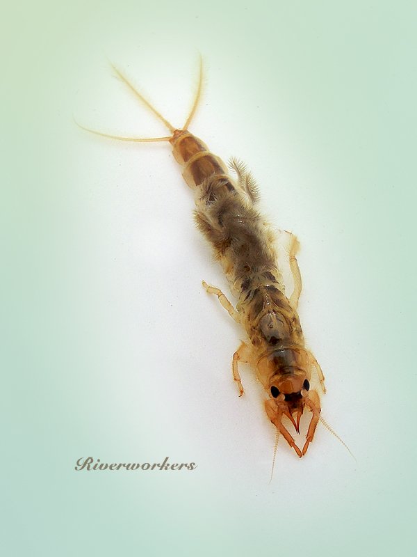 Ephemera strigata