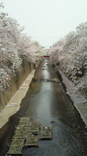 NEC_0437.jpg