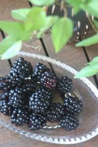 blackberry