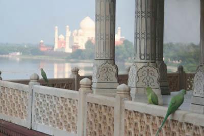 agrafort