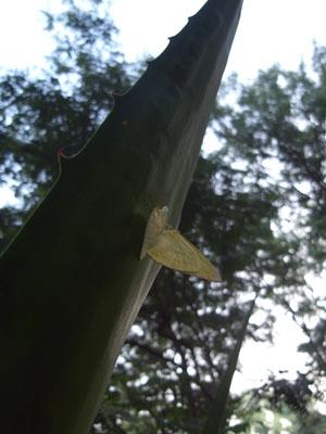 auro12