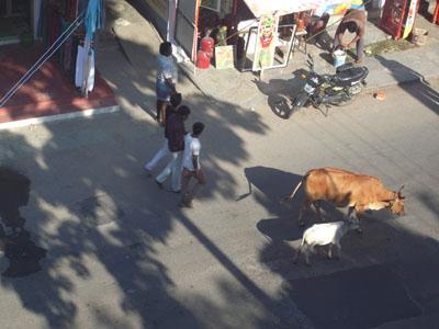 maha2