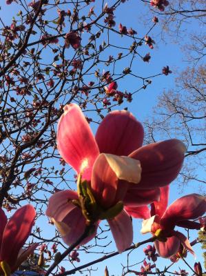 spring