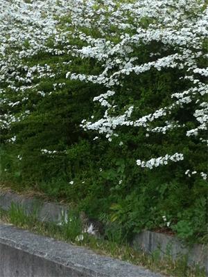 spring