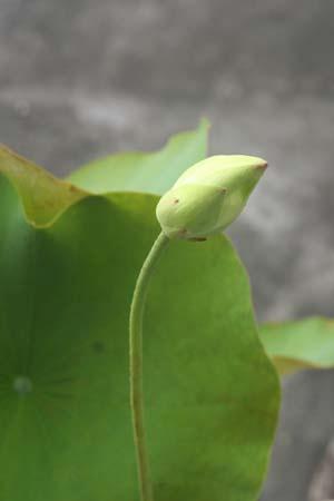 lotus1