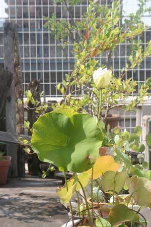 lotus2