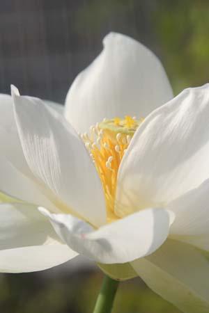 lotus3