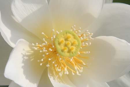 lotus5